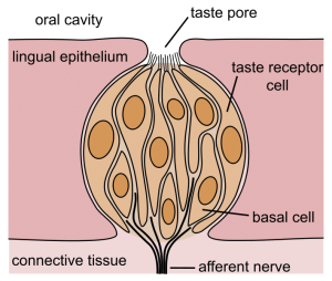 Taste bud