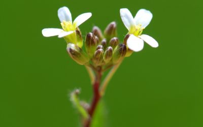 Kin Recognition in Arabidopsis