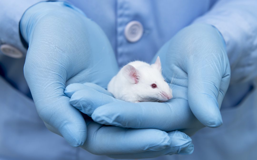Ultrasound Therapy for Rodents