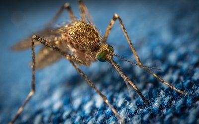 Testing Gene Drives in Mosquitos