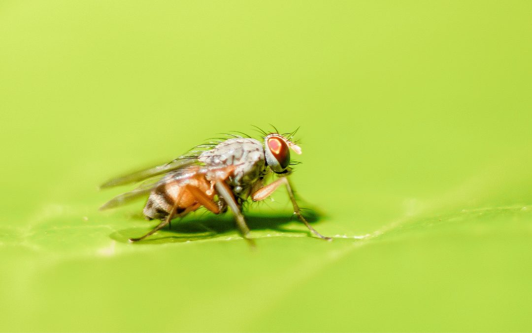 The Research Value of Drosophila Melanogaster