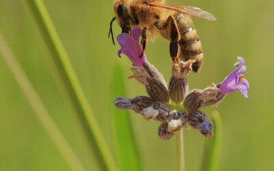 Do Heat Waves Make It Harder for Bees to Detect Flowers?